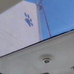 Leopard 44